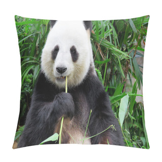 Personality  Panda Eating Bamboo Leaf Pillow Covers