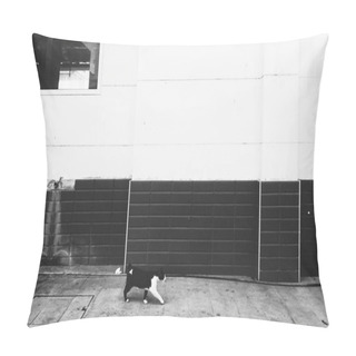 Personality  Cat Walking In The City  Pillow Covers