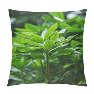 Personality  Selective Focus Of Branches With Green Leaves  Pillow Covers