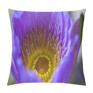 Personality  Purple Yellow Water Lily Flower Hong Kong Flower Market Pillow Covers