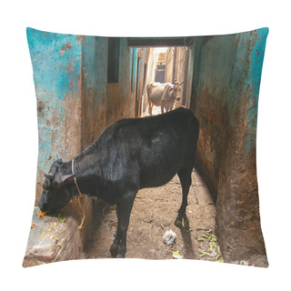 Personality  Varanasi, Uttar Pradesh, India - February 2015: A White Cow And A Black Cow Standing In A Narrow Alley In The Old City. Pillow Covers