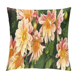 Personality  Pink And Cream Petals Do A Large Flowers Dahlias Bright And Unique. Pillow Covers