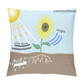 Personality  Photosynthesis Vetor Design Pillow Covers