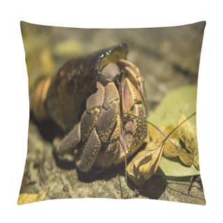 Personality  Big Hermit Crab Paguroidea Or Soldier-crab Found New Home In The Broken Glass Bottle. Ecology Issues Context Pillow Covers