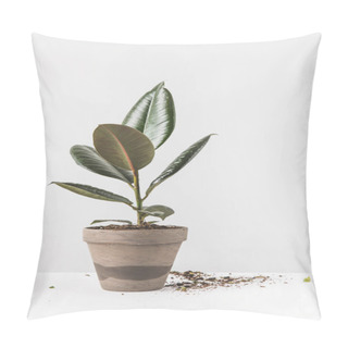 Personality  Close-up View Of Beautiful Green Ficus In Pot And Soil On White Pillow Covers