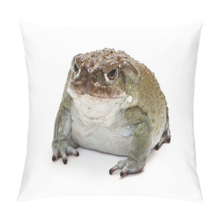 Personality  Sonoran Desert Toad Pillow Covers