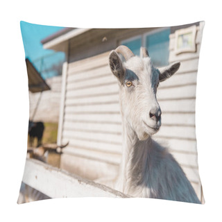 Personality  Selective Focus Of Goat Grazing Near Wooden Fence At Farm  Pillow Covers