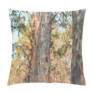 Personality  Close Up View Of Pine Trees In Forest On Summer Day Pillow Covers