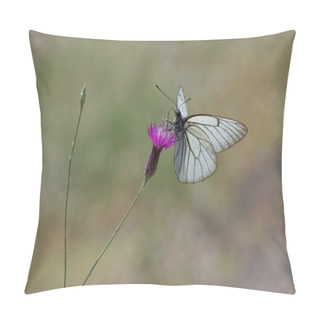 Personality  Photos Of Various Spotted Butterflies Feeding On Flowers Pillow Covers