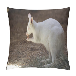 Personality  White Baby Kangaroo Eating Vegetable And Standing On Hay In Zoo  Pillow Covers