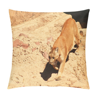 Personality  Mountain Lion, Felis Concolor, Is The Largest Cat To Inhabit The Rugged Mou Pillow Covers