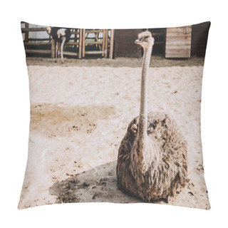 Personality  Close Up Shot Of Ostrich Sitting On Ground In Corral At Zoo Pillow Covers
