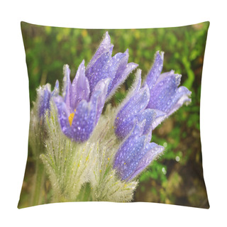 Personality  Pasque Blooming On Spring Meadow Pillow Covers