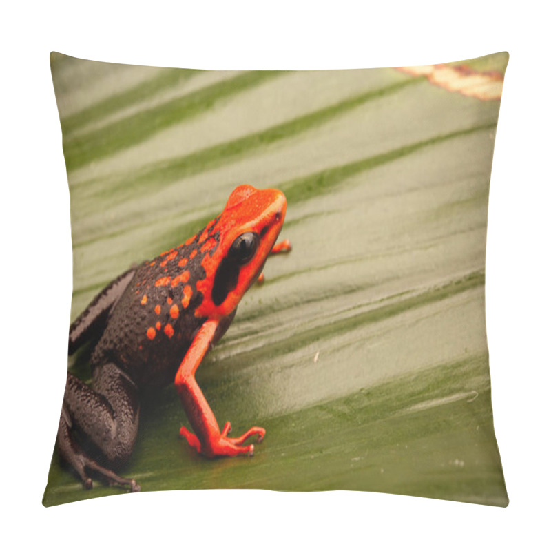 Personality  Orange poison dart frog, Ameerega silverstonei.  A tropical rain forest animal from the Amazon jungle in Peru. pillow covers