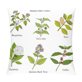 Personality  Rubiaceae Or Coffee, Madder, Or Bedstraw Family Of Flowering Plants. Pillow Covers