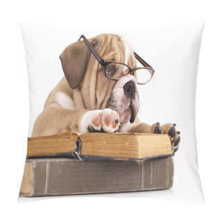 Personality  Purebred English Bulldog In Glasses And Book Pillow Covers