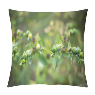 Personality  A Green Plant That Has Small Green Capsules At The End Of The Stems. Growing In The Garden. Pillow Covers