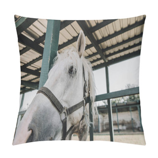 Personality  Close Up Portrait Of Beautiful White Horse In Barn At Farm  Pillow Covers