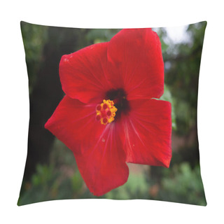 Personality  Beautiful Red Chinese Hibiscus - Closeup Shot - Forest In The Background Pillow Covers