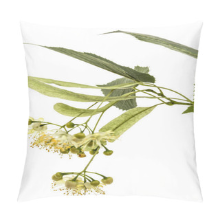 Personality  Flowers And Leaves Of Linden, Isolated On White Background Pillow Covers