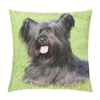 Personality  Black Skye Terrier On A Green Grass Lawn Pillow Covers
