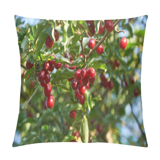 Personality   Ripe Red Cornelian Cherries On The Branch Pillow Covers