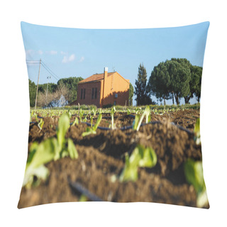 Personality  Plants And Greenhouses On Yard Near Cottages At Summer Day Pillow Covers