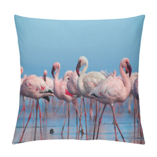 Personality  Close Up Of Beautiful African Flamingos That Are Standing In Still Water With Reflection. Namibia Pillow Covers