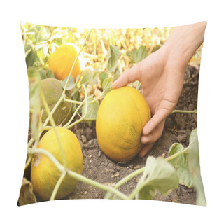 Personality  Man Taking Ripe Juicy Melon In Field, Closeup Pillow Covers