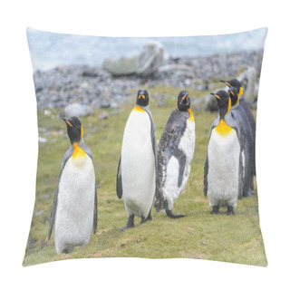 Personality  Penguins Of South Georgia Pillow Covers