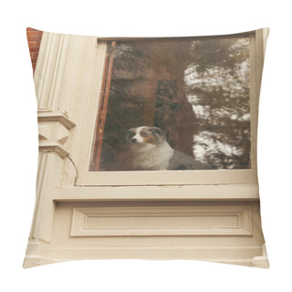 Personality  Australian Shepherd Dog Looking Out Window Of House In New York City Pillow Covers