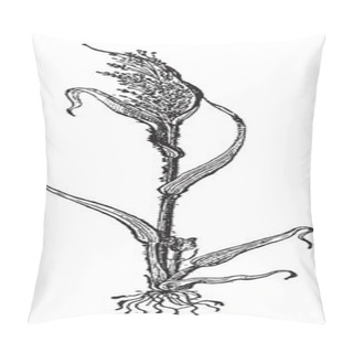 Personality  Italian Millet Or Setaria Italica, Vintage Engraving Pillow Covers