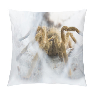 Personality  Tarantula Neoholothele (Holothele) Incei  Pillow Covers