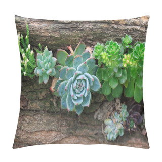 Personality  All Kinds Of Potted Succulents Pillow Covers