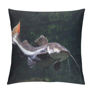 Personality  Close Up Of Freshwater Red Tail Catfish Swimming Pillow Covers
