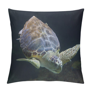Personality  Loggerhead Sea Turtle (Caretta Caretta) Pillow Covers