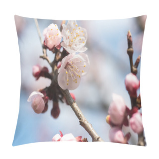 Personality  Apricot Flowers Isolated Pillow Covers