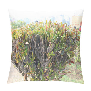 Personality  Close-up Of Codiaeum Variegatum Plant, Also Known As Croton, Unveils A Mesmerizing Spectacle Of Botanical Brilliance, Captivating Observers With Its Intricate Foliage And Vibrant Colors.  Pillow Covers