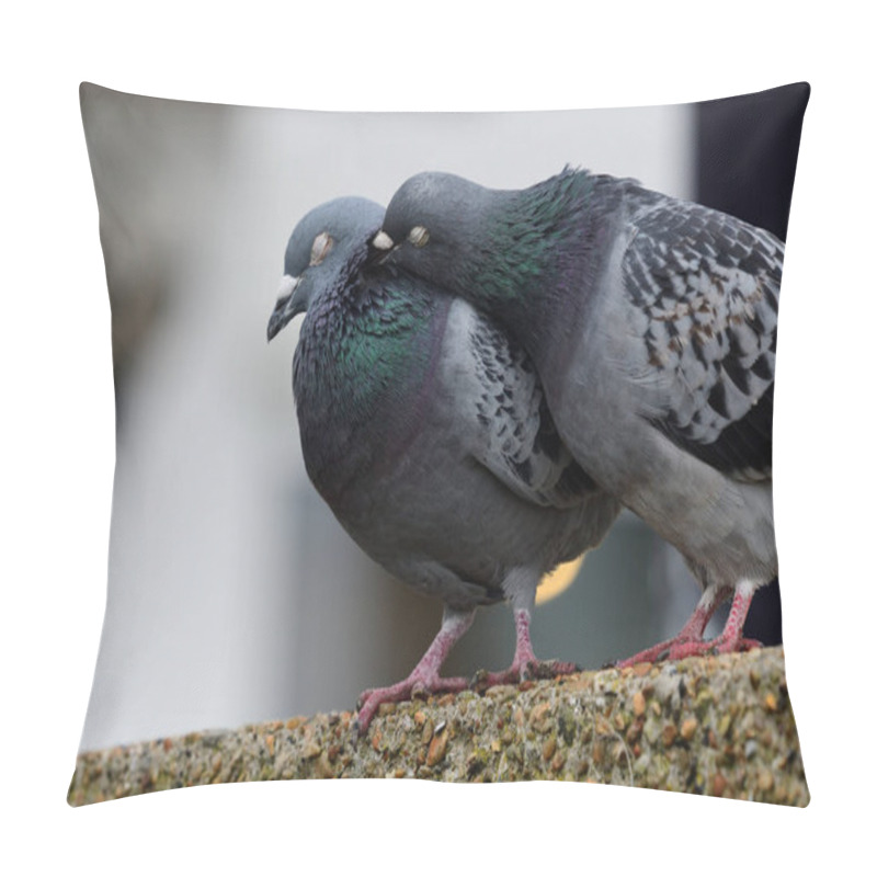 Personality  Common pigeon (columba livia) pillow covers