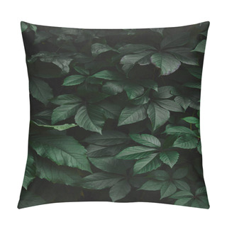 Personality  Close Up Of Green Wild Vine Leaves In Garden Pillow Covers