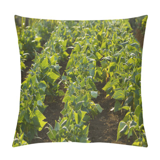 Personality  Field Of Green Beans Pillow Covers