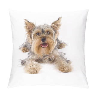 Personality  Small Yorkshire Terrier Dog Lying Down Pillow Covers