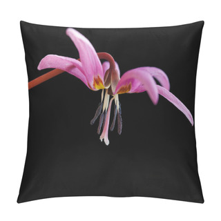 Personality  Dogs Tooth Violet, Early Spring Flower, Botanical Name Erythronium Dens Canis Isolated On Black Background Pillow Covers