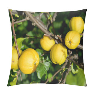 Personality  Ripe Fruits Of A Quince Japanese (Chaenomeles Japonica (Thunb.) Lindl. Ex Spach), Close Up Pillow Covers