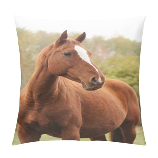 Personality  Head Portrait Of A Young Thoroughbred Stallion On Ranch  Pillow Covers