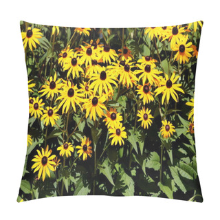 Personality  Densely Planted Black-eyed Susan Or Rudbeckia Hirta Or Brown-eyed Susan Or Brown Betty Or Gloriosa Daisy Or Golden Jerusalem Or English Bulls Eye Or Poor-land Daisy Or Yellow Daisy Or Yellow Ox-eye Daisy Annual Flowering Plants  Pillow Covers