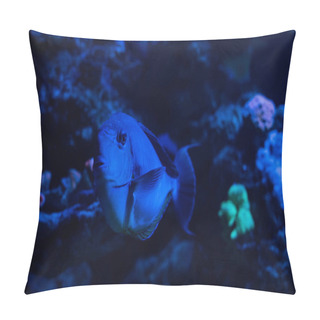 Personality  Fish Swimming Under Water In Aquarium With Blue Lighting Pillow Covers