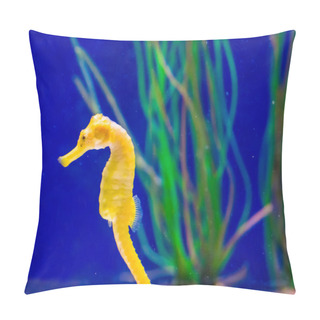 Personality  Marine Life Fish Portrait Of A Common Yellow Estuary Seahorse In Macro Closeup Pillow Covers