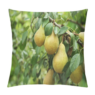Personality  Pears On Tree In  Garden Pillow Covers