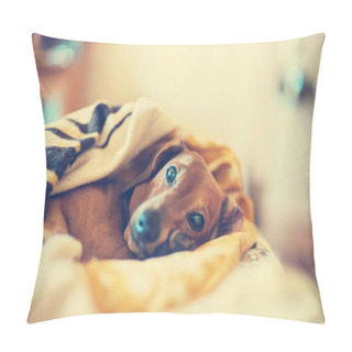 Personality  Cute Small Dog Lying On The Couch Pillow Covers
